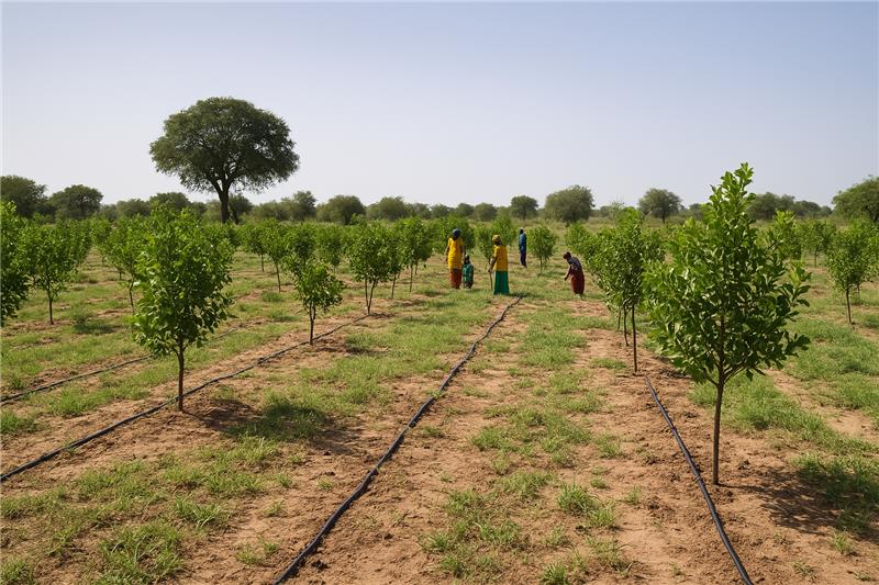 Vergers du Ferlo — périmètre maraîcher